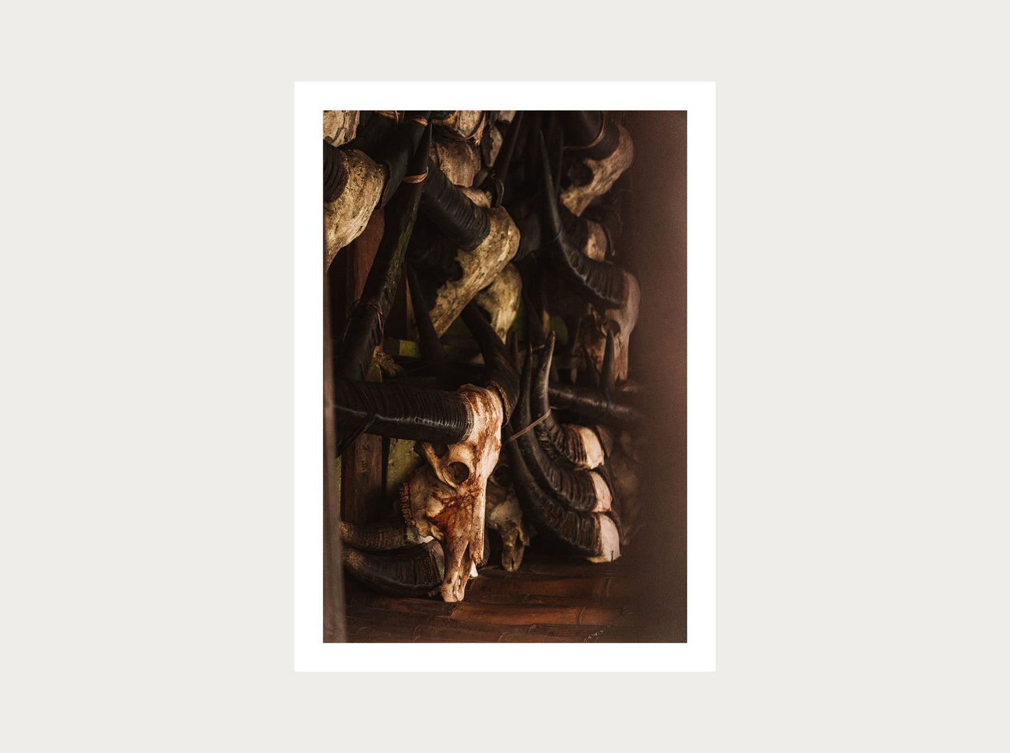 Collection de buffles