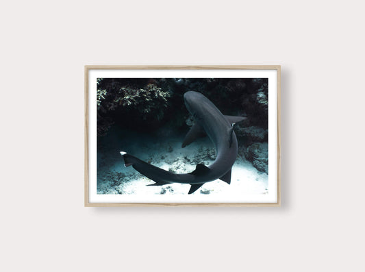 Augmented Reality Reef shark from New Caledonia