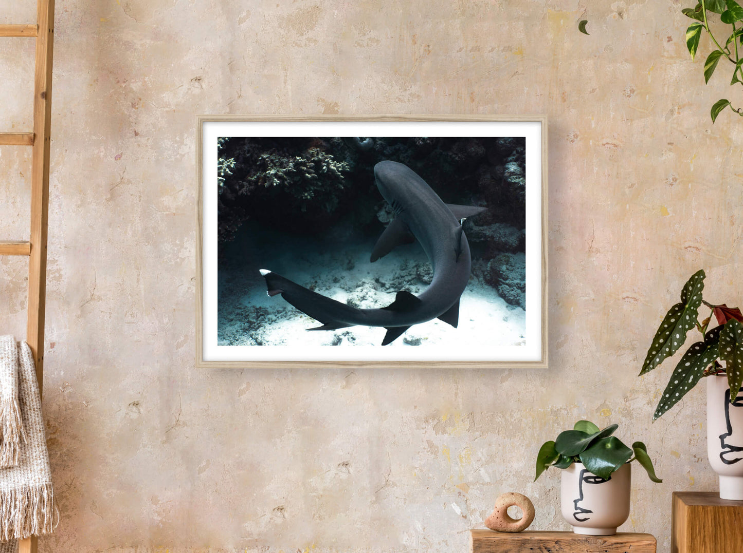 Augmented Reality Reef shark from New Caledonia