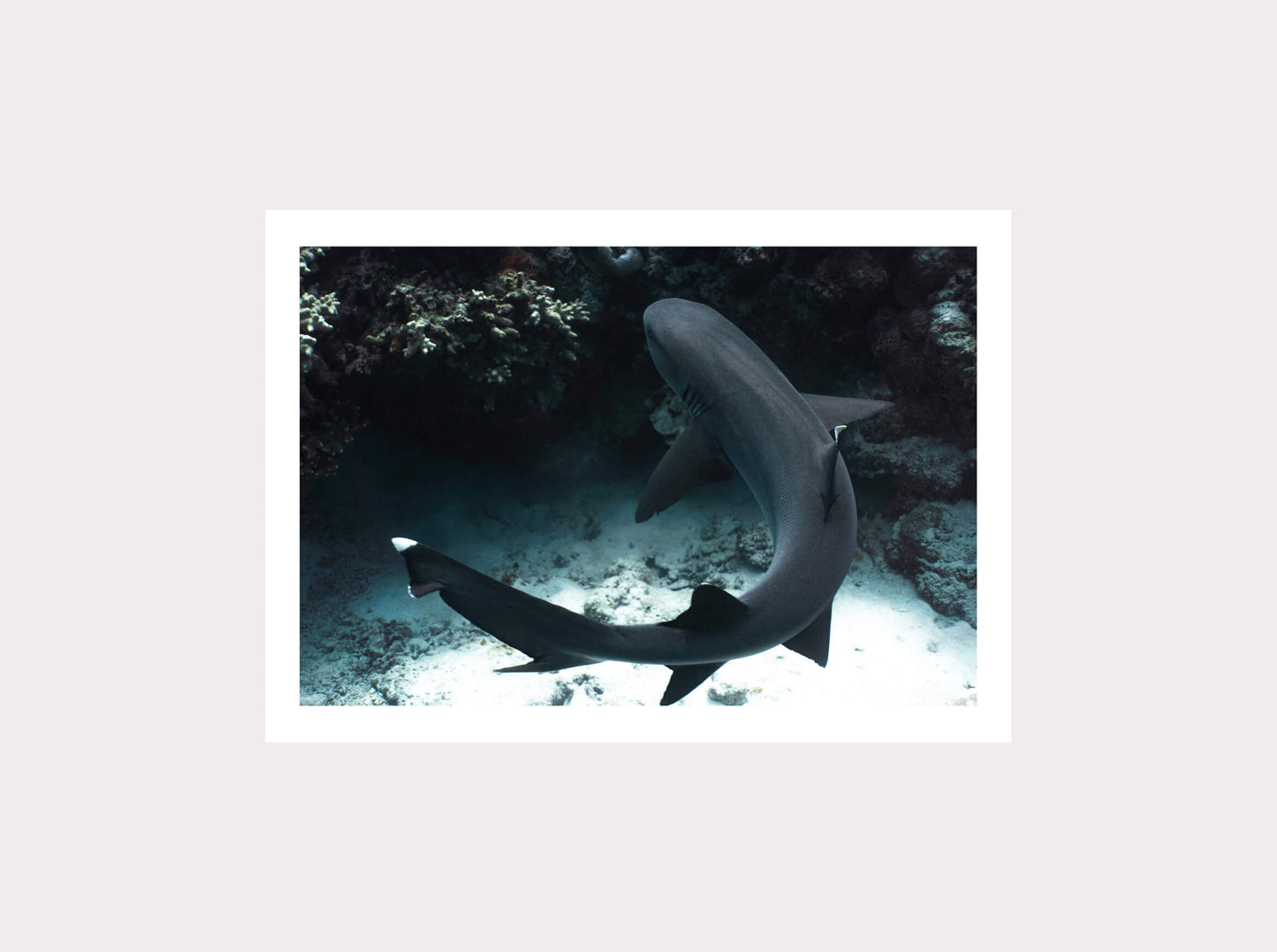 Requin de récif en réalité augmentée de Nouvelle-Calédonie