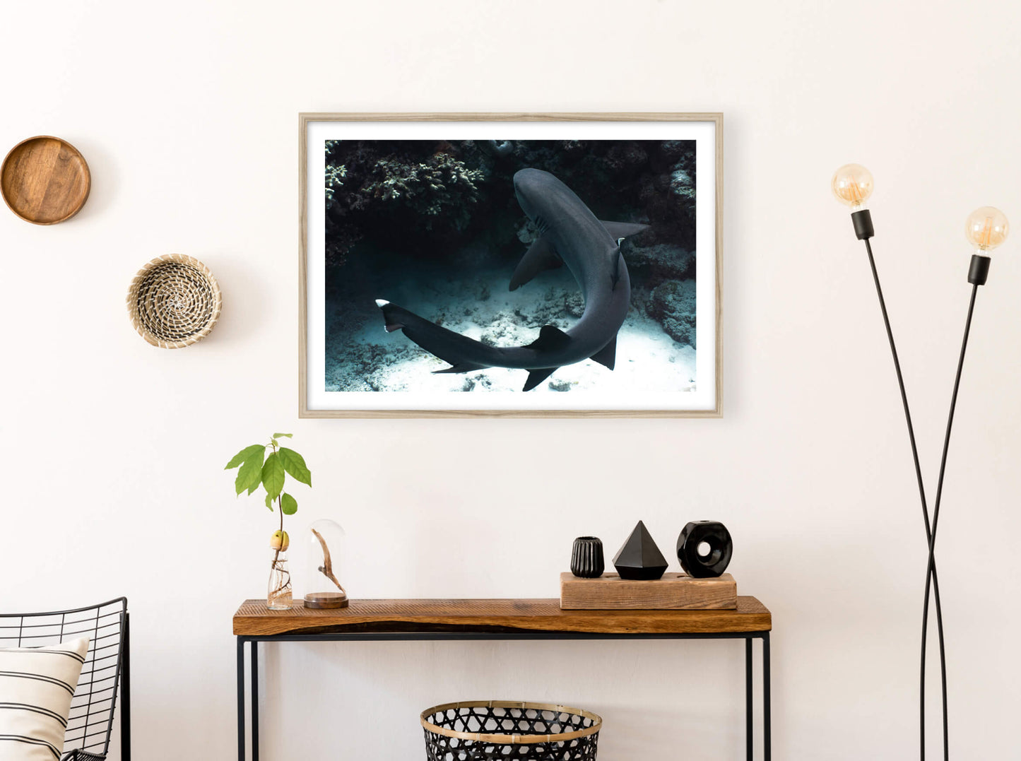Augmented Reality Reef shark from New Caledonia