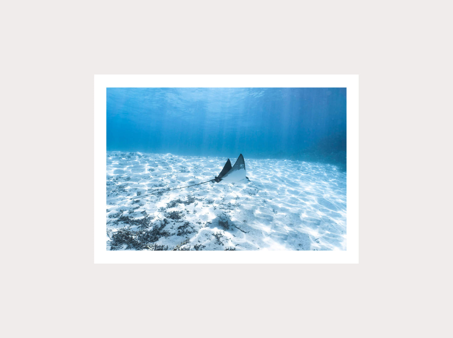 Raie aigle en réalité augmentée de Nouvelle-Calédonie