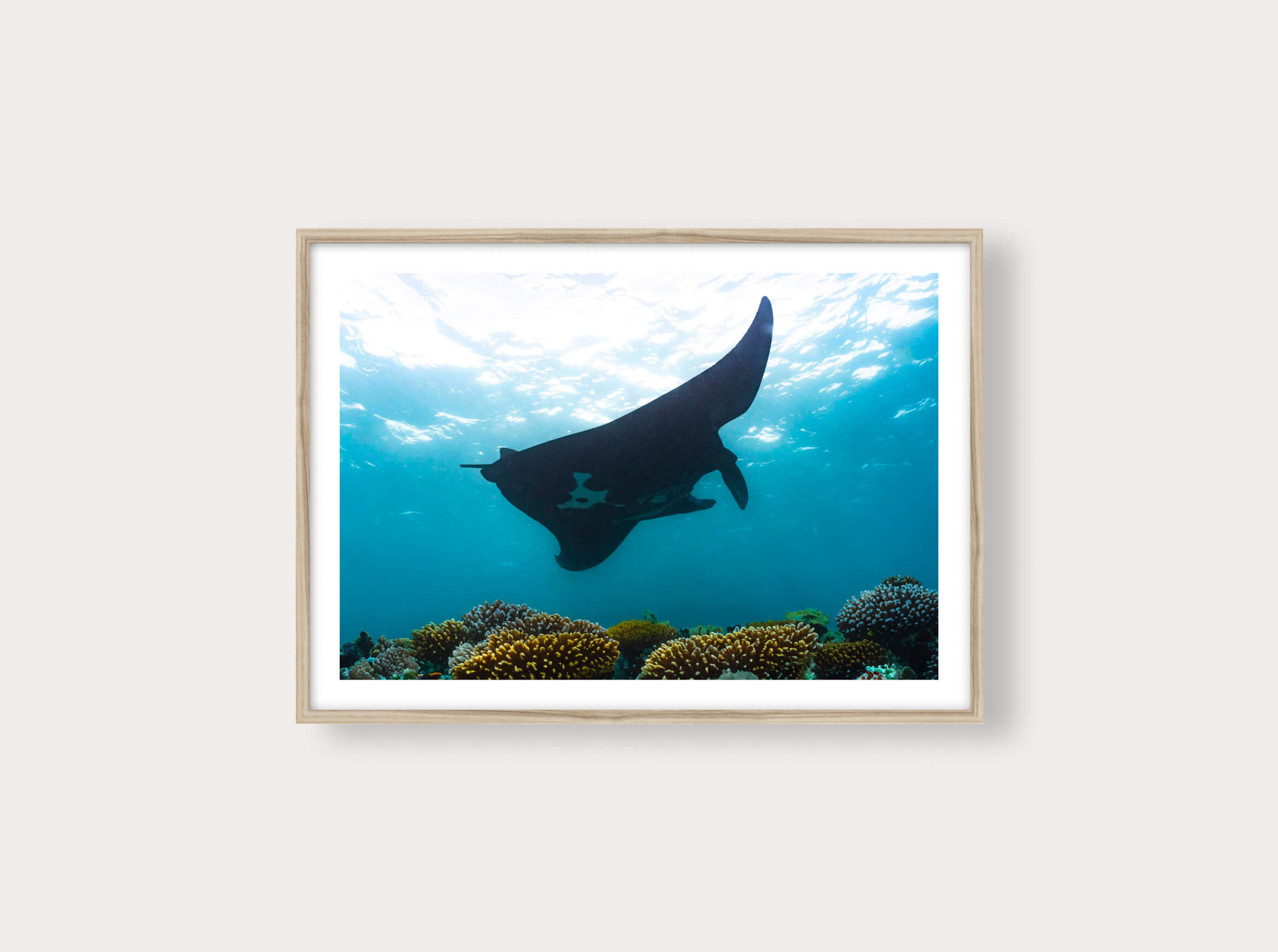 Manta noire en réalité augmentée de Nouvelle-Calédonie