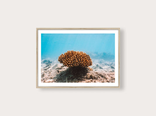 Coral Reef from New Caledonia