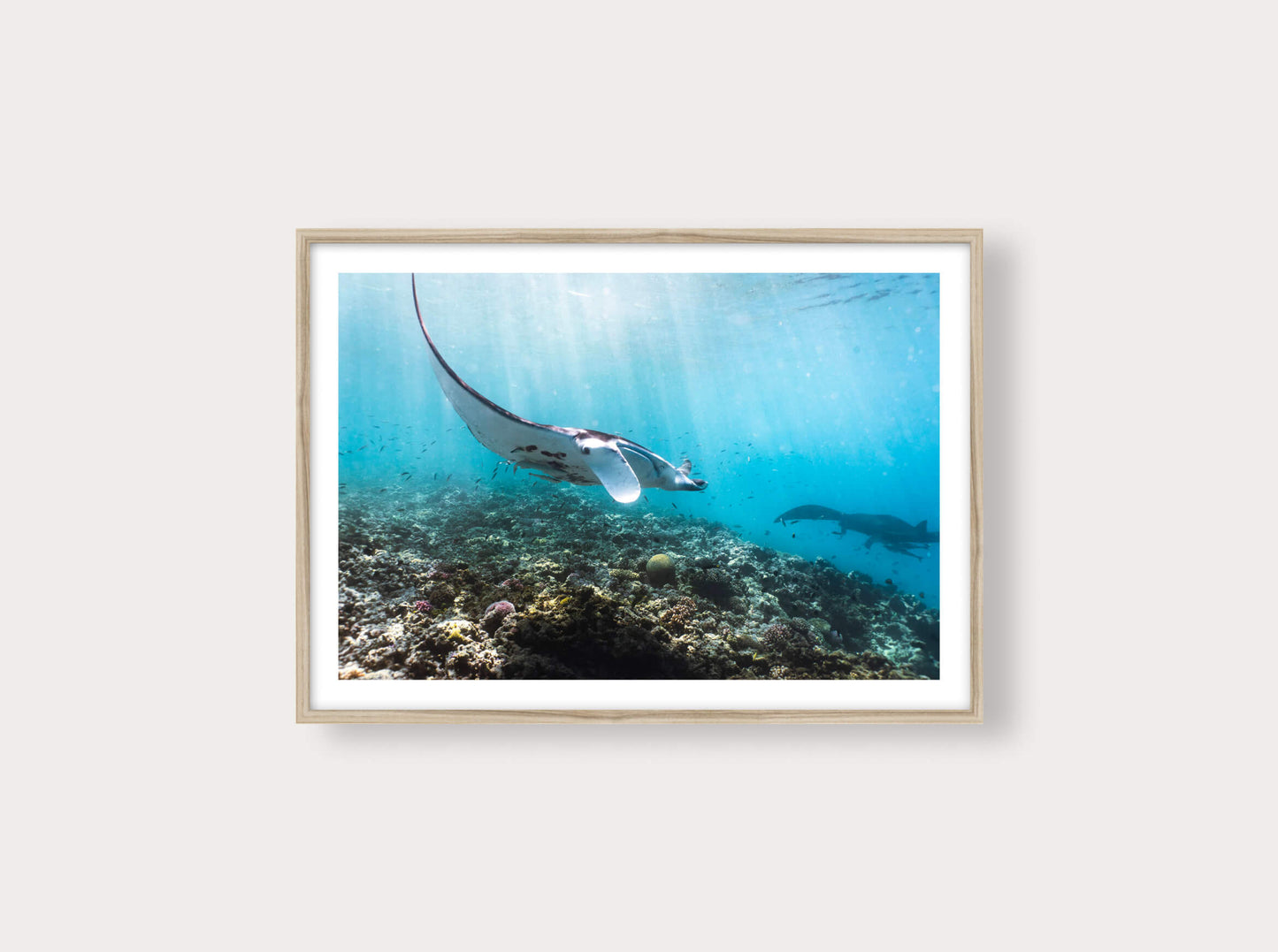 Manta Ray from New Caledonia