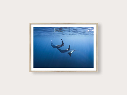 Dancing mobula Rays from New Caledonia