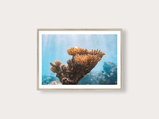 Coral Reef from New Caledonia