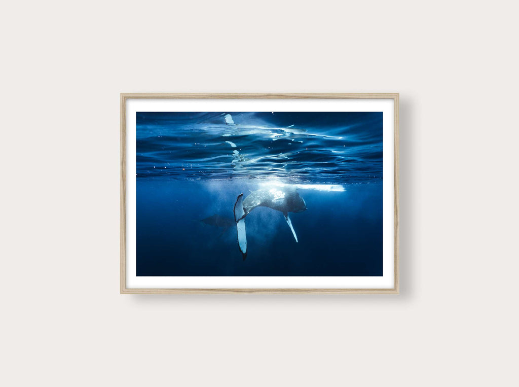 Un couple de baleines de Tahiti
