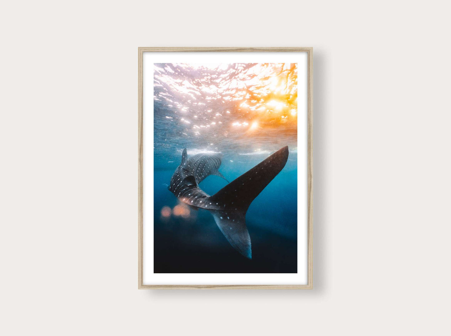 Requin-baleine au coucher du soleil depuis Sumbawa