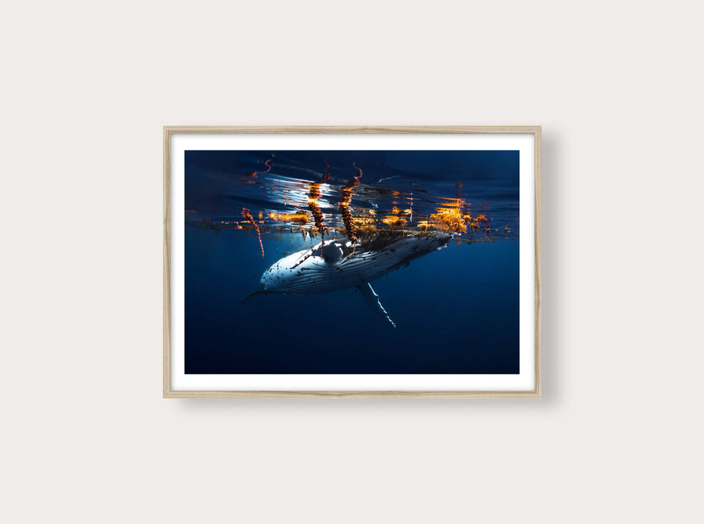 Baleine juvénile de Tahiti