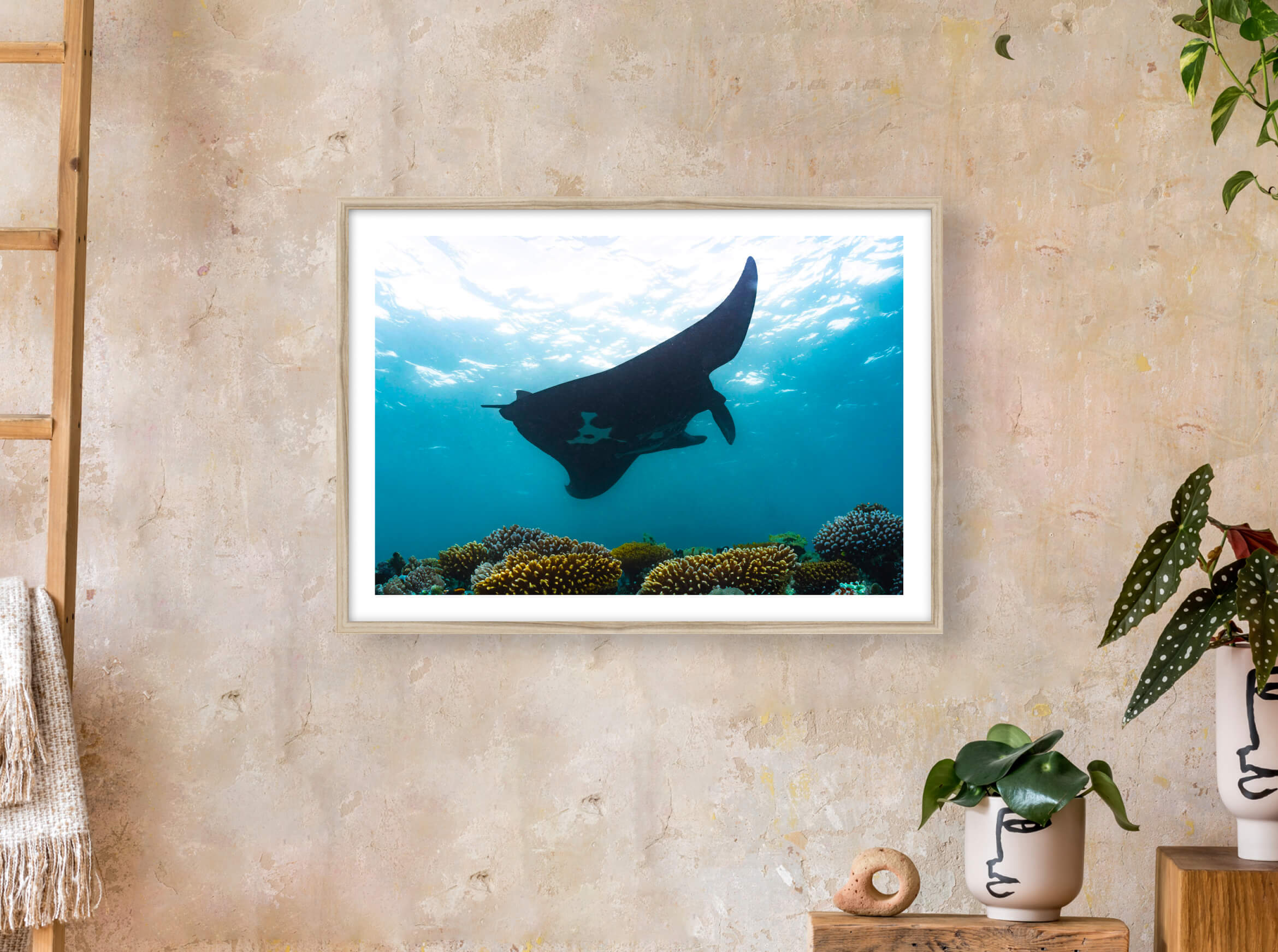 Manta noire en réalité augmentée de Nouvelle-Calédonie