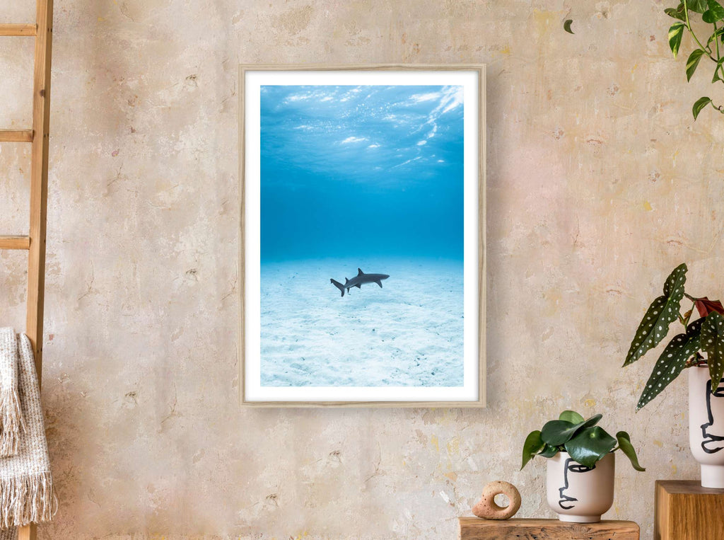 Requin de récif de Nouvelle-Calédonie