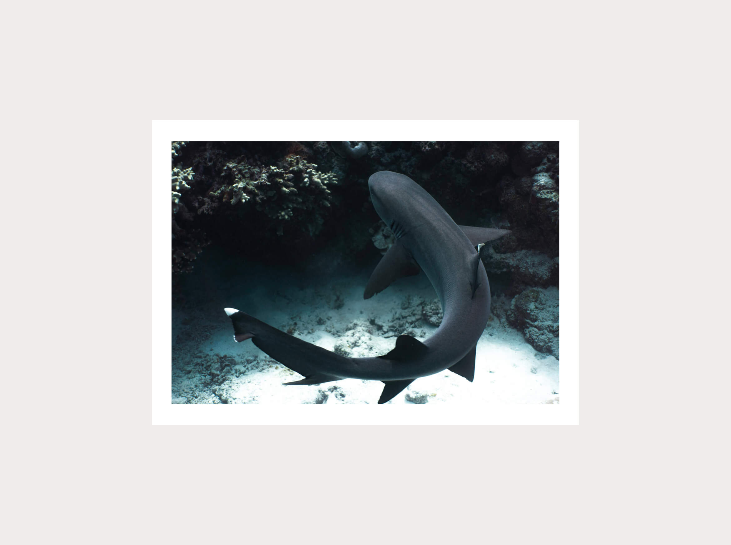 Requin de récif en réalité augmentée de Nouvelle-Calédonie