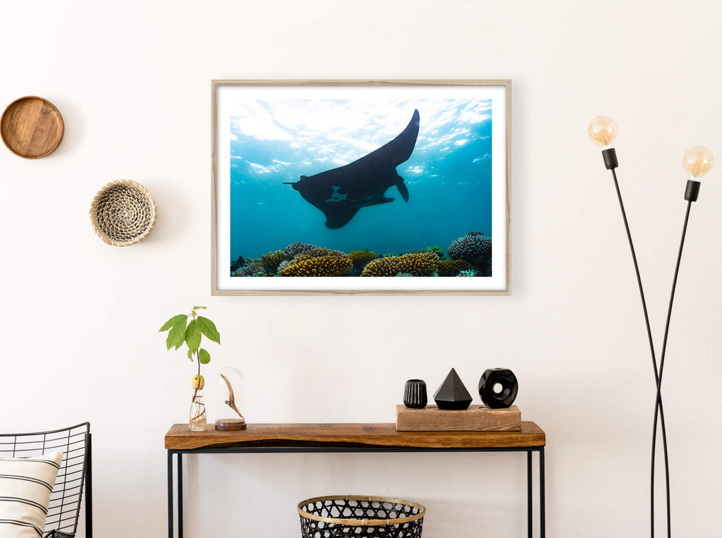 Manta noire en réalité augmentée de Nouvelle-Calédonie