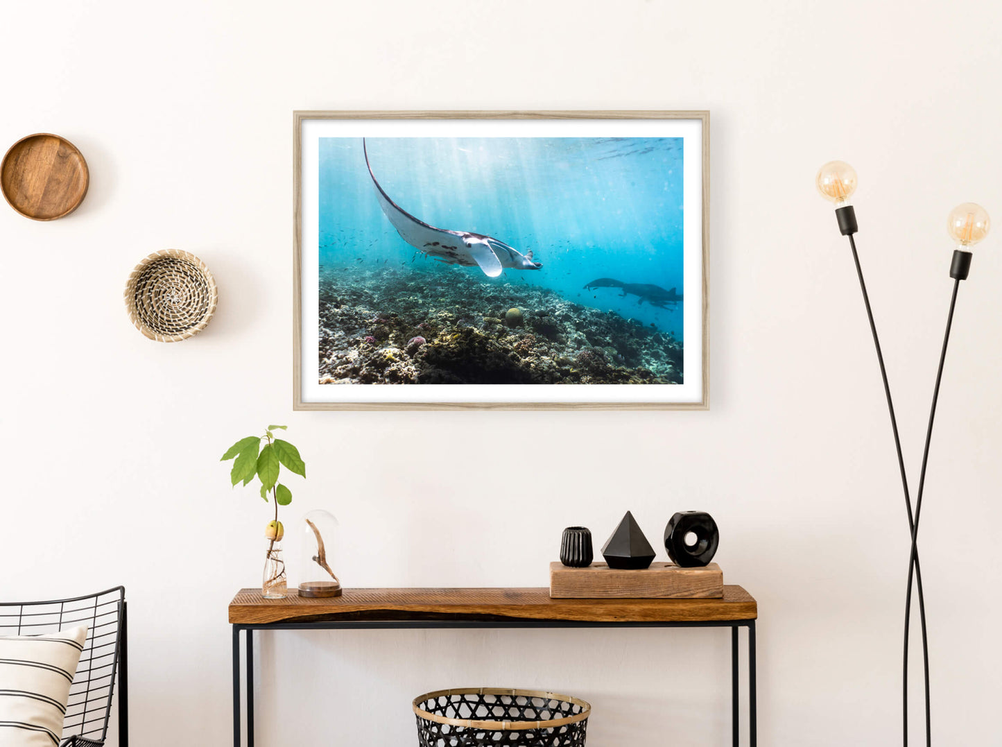 Manta Ray from New Caledonia