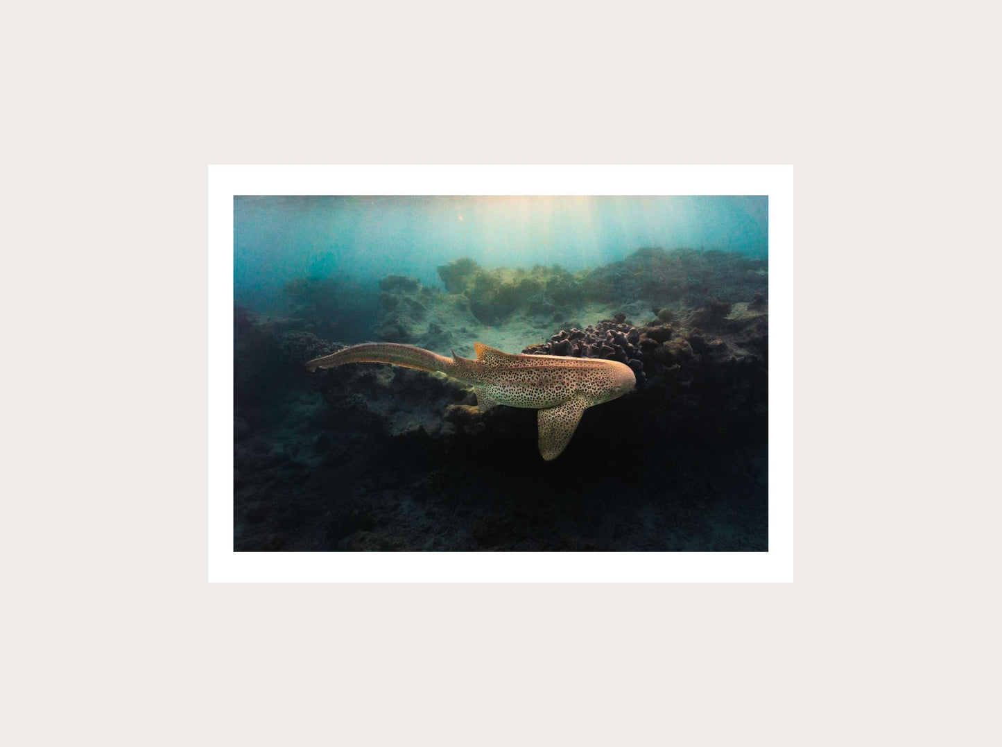 Sunset Leopard Shark from New Caledonia