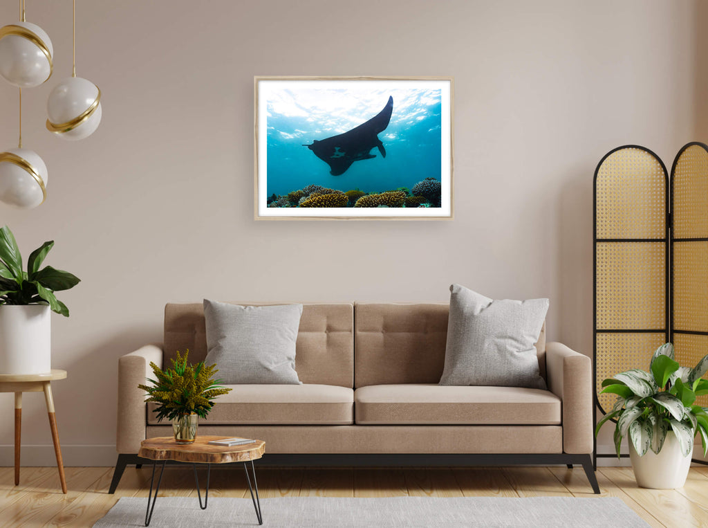 Manta noire en réalité augmentée de Nouvelle-Calédonie