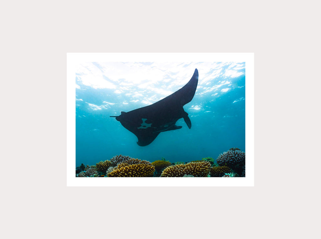 Manta noire en réalité augmentée de Nouvelle-Calédonie