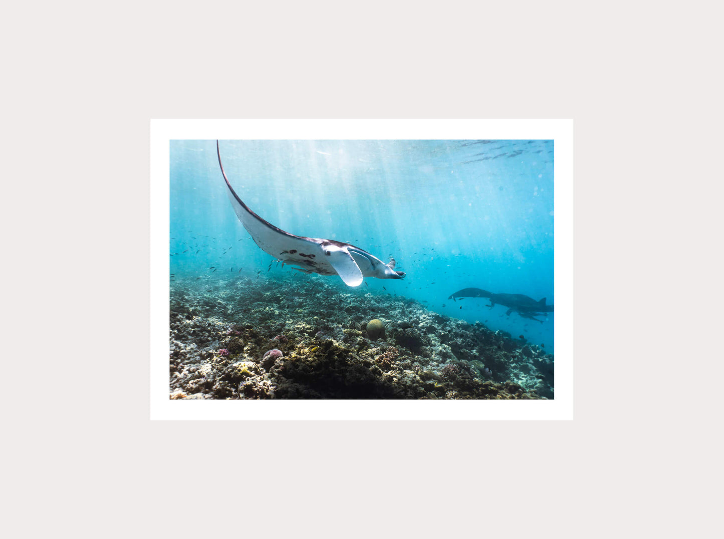 Manta Ray from New Caledonia