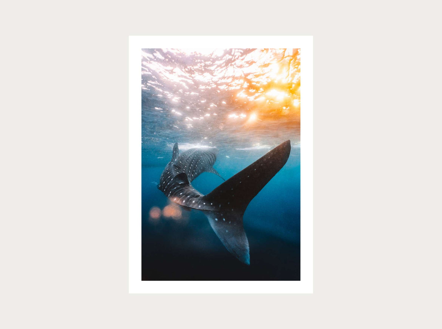 Requin-baleine au coucher du soleil depuis Sumbawa