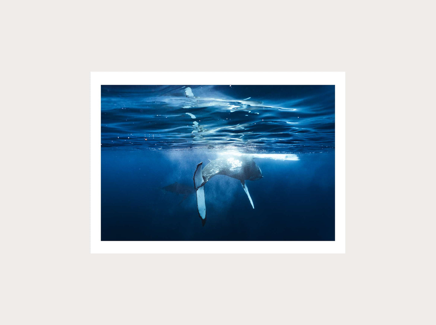 Un couple de baleines de Tahiti